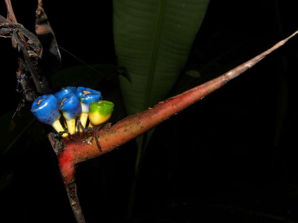 Image of Heliconia osaensis Cufod.