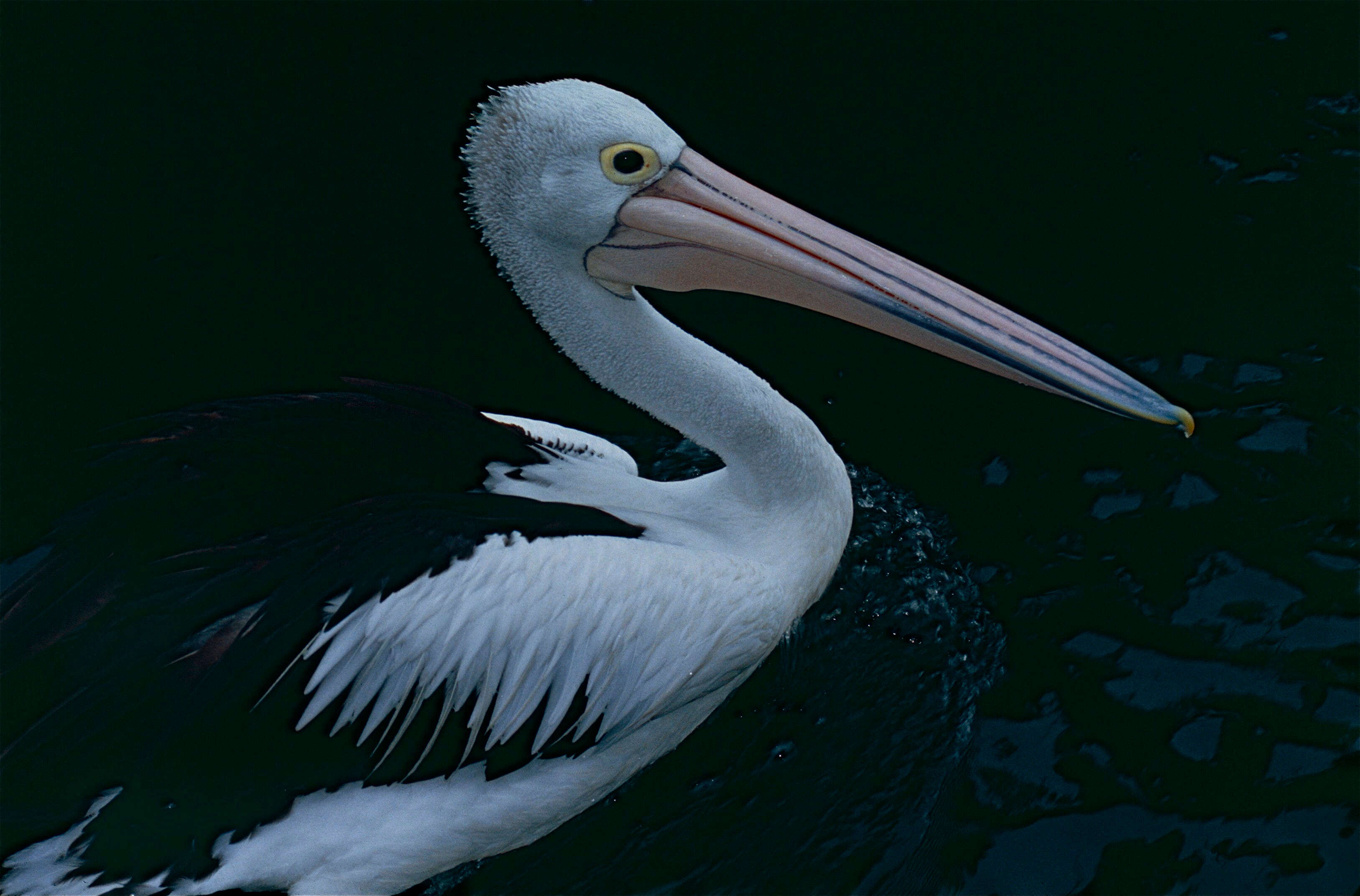 Image of pelicans