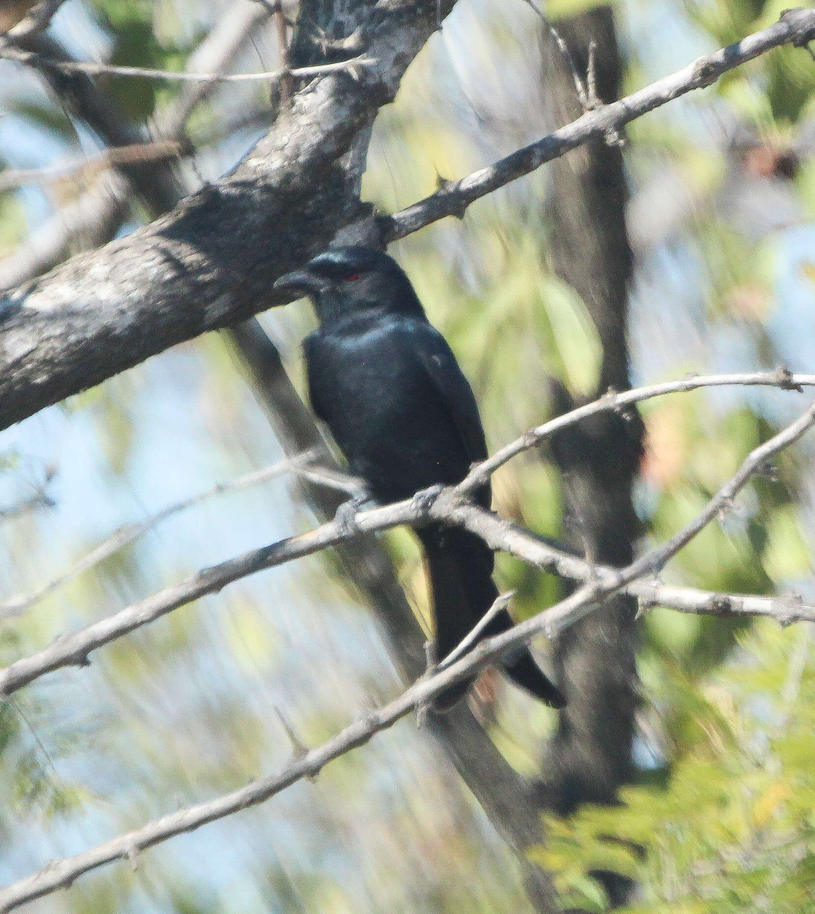 Image de Drongo brillant