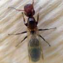 Image of Camponotus truncatus (Spinola 1808)