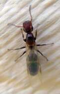 Plancia ëd Camponotus truncatus (Spinola 1808)