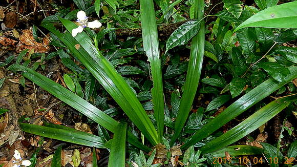 Image of Neomarica portosecurensis (Ravenna) Chukr