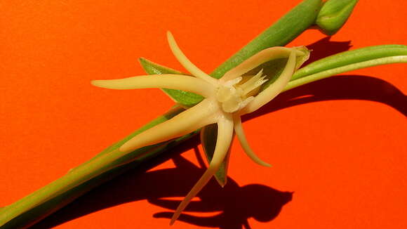 Image of Habenaria trifida Kunth