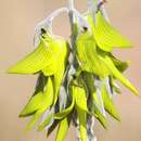 Image of Birdflower Rattlepod
