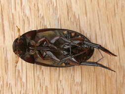 Image of Hydrophilus