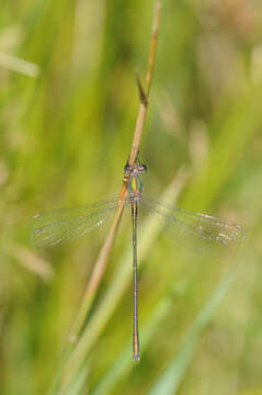 Image of Chalcolestes Kennedy 1920