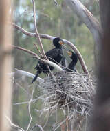 Imagem de Phalacrocorax Brisson 1760