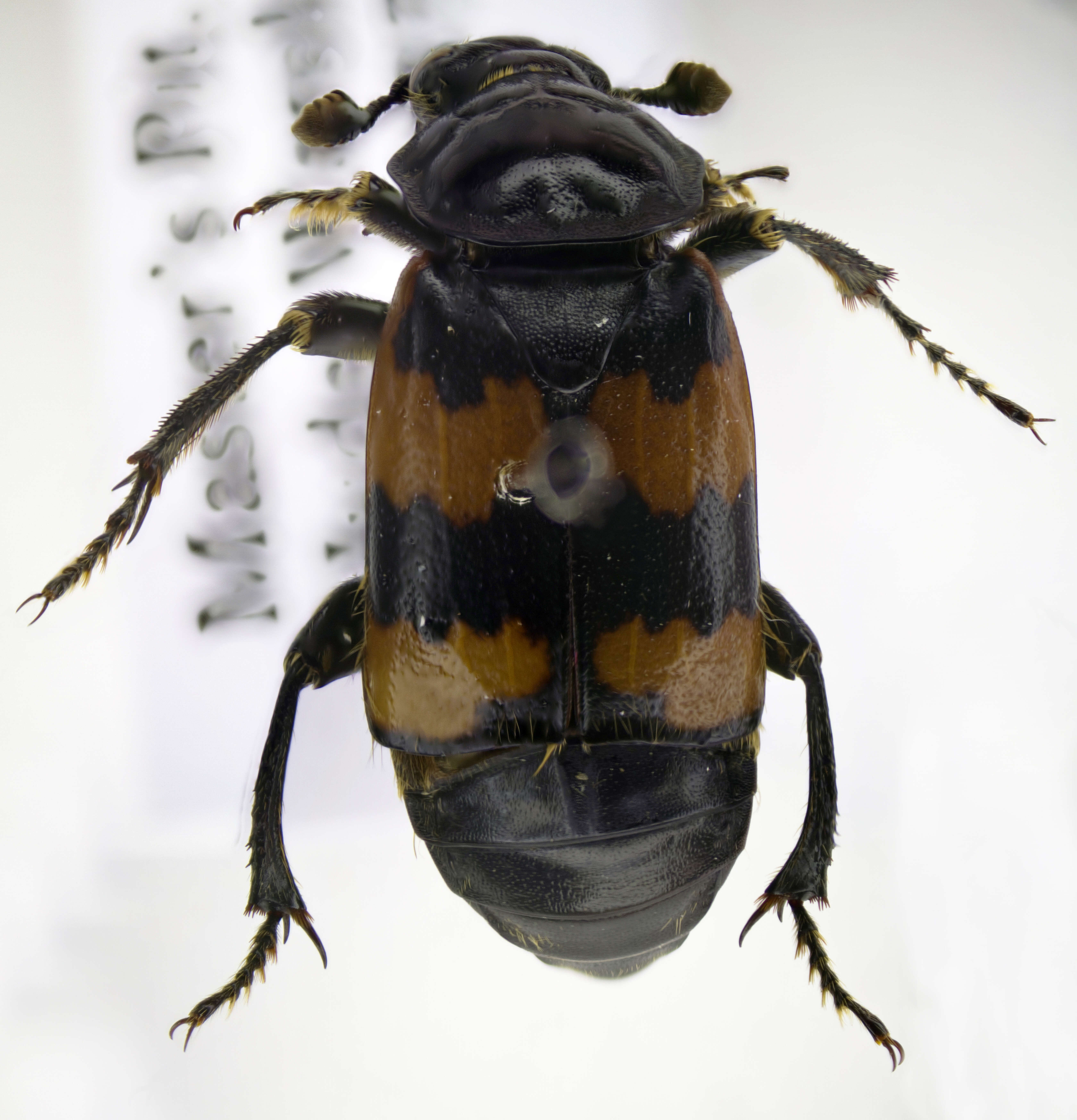 Image of Burying beetle