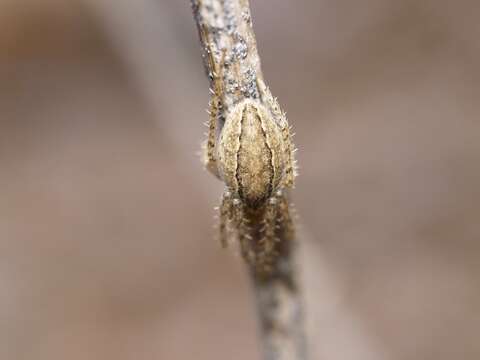 Image of Larinia lineata (Lucas 1846)