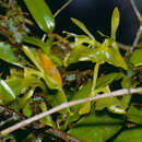 Image of Epidendrum difforme Jacq.