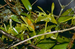 Image of Epidendrum difforme Jacq.