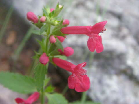 Imagem de Stachys coccinea Ortega