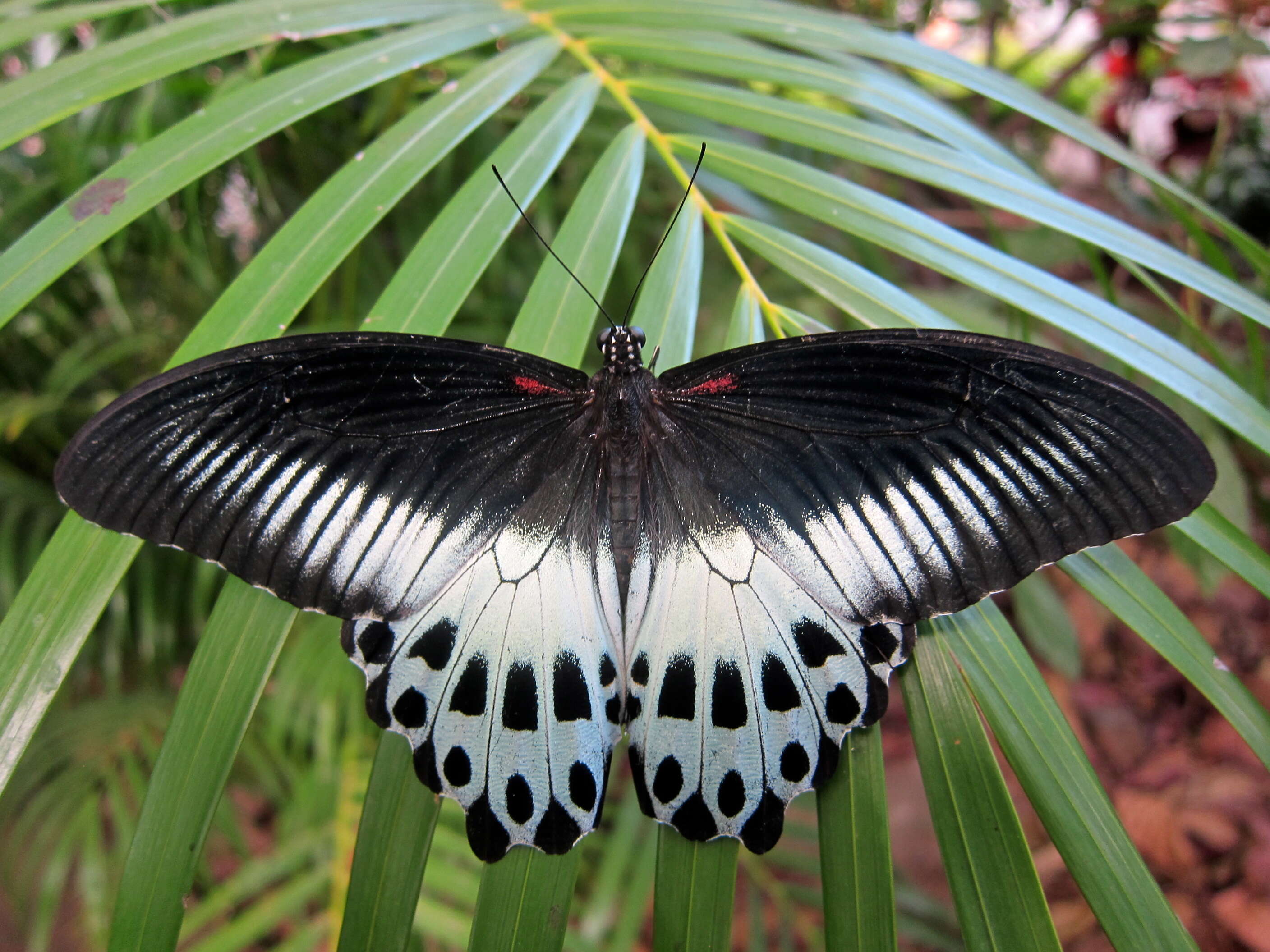 Sivun Papilio polymnestor Cramer (1775) kuva