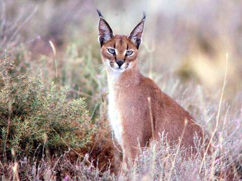 Image of Caracals