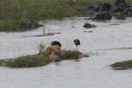 Image of Asian Woolly-necked Stork