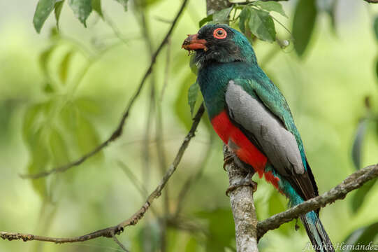 Image of Slaty-tailed Trogon