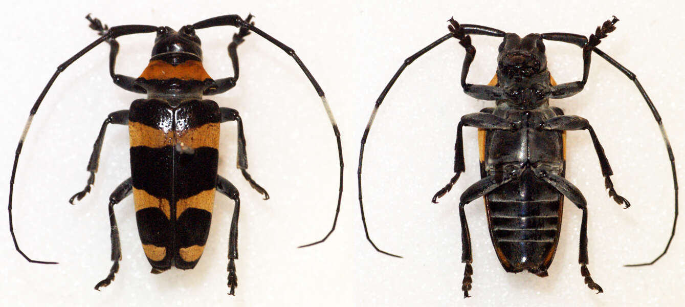 Image of Cereopsius