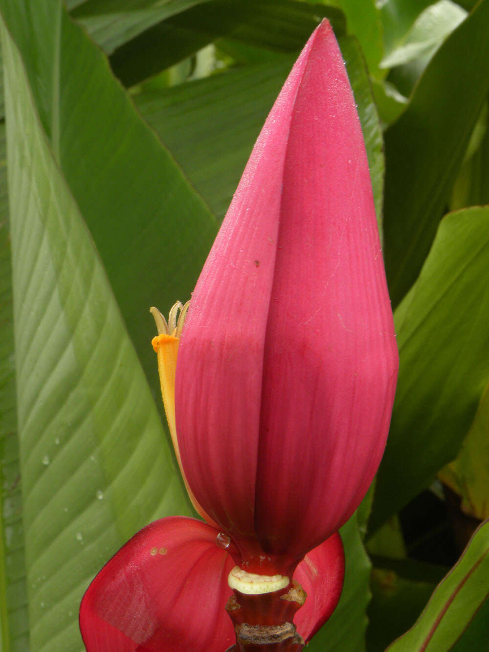 Image of hairy banana