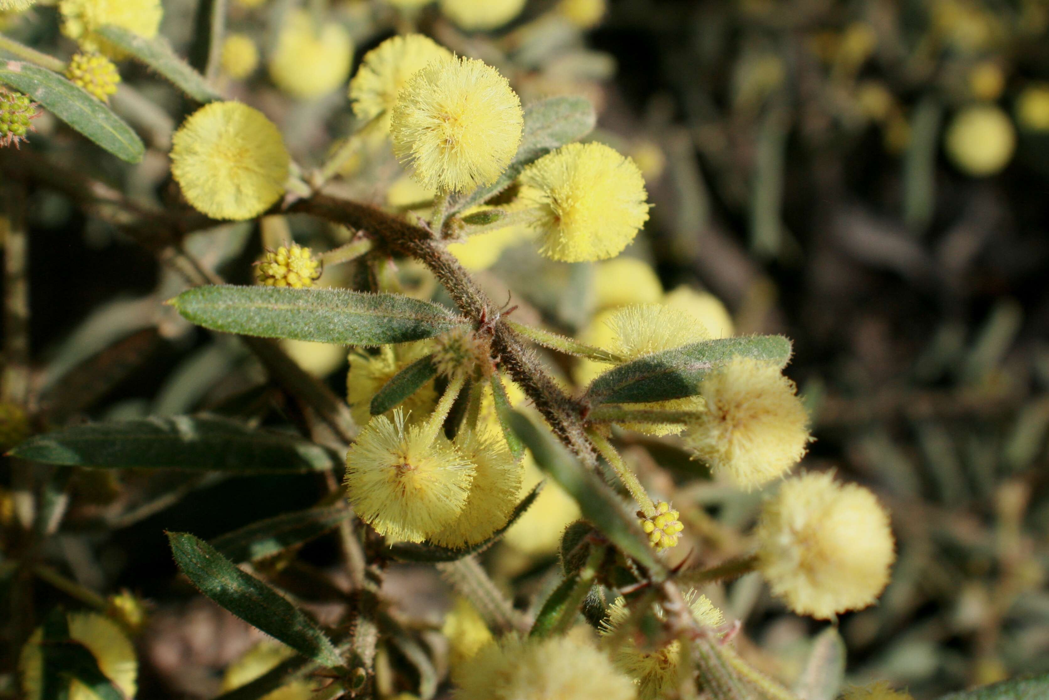 Imagem de Acacia aspera Lindl.