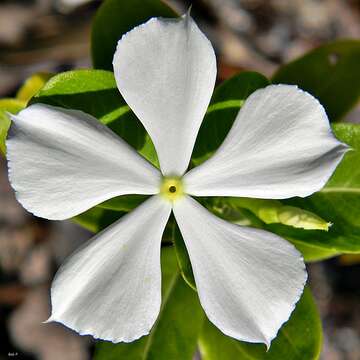 Image of periwinkle