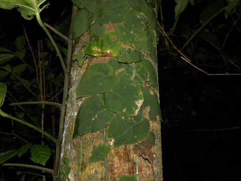 Image of Monstera dubia (Kunth) Engl. & K. Krause