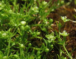 Image of pearlwort