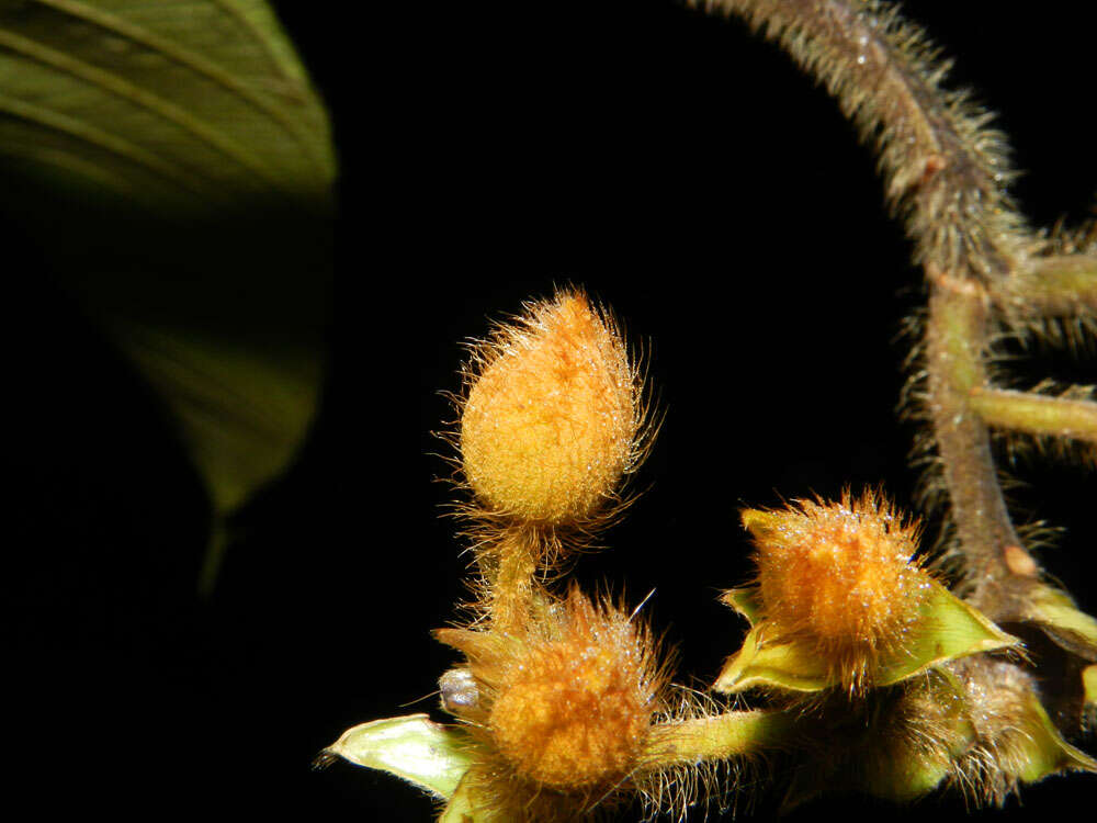 Image of Apeiba tibourbou Aubl.