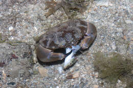 Image of mud crabs