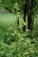 Image of Eastern Swamp Pseudosaxifrage