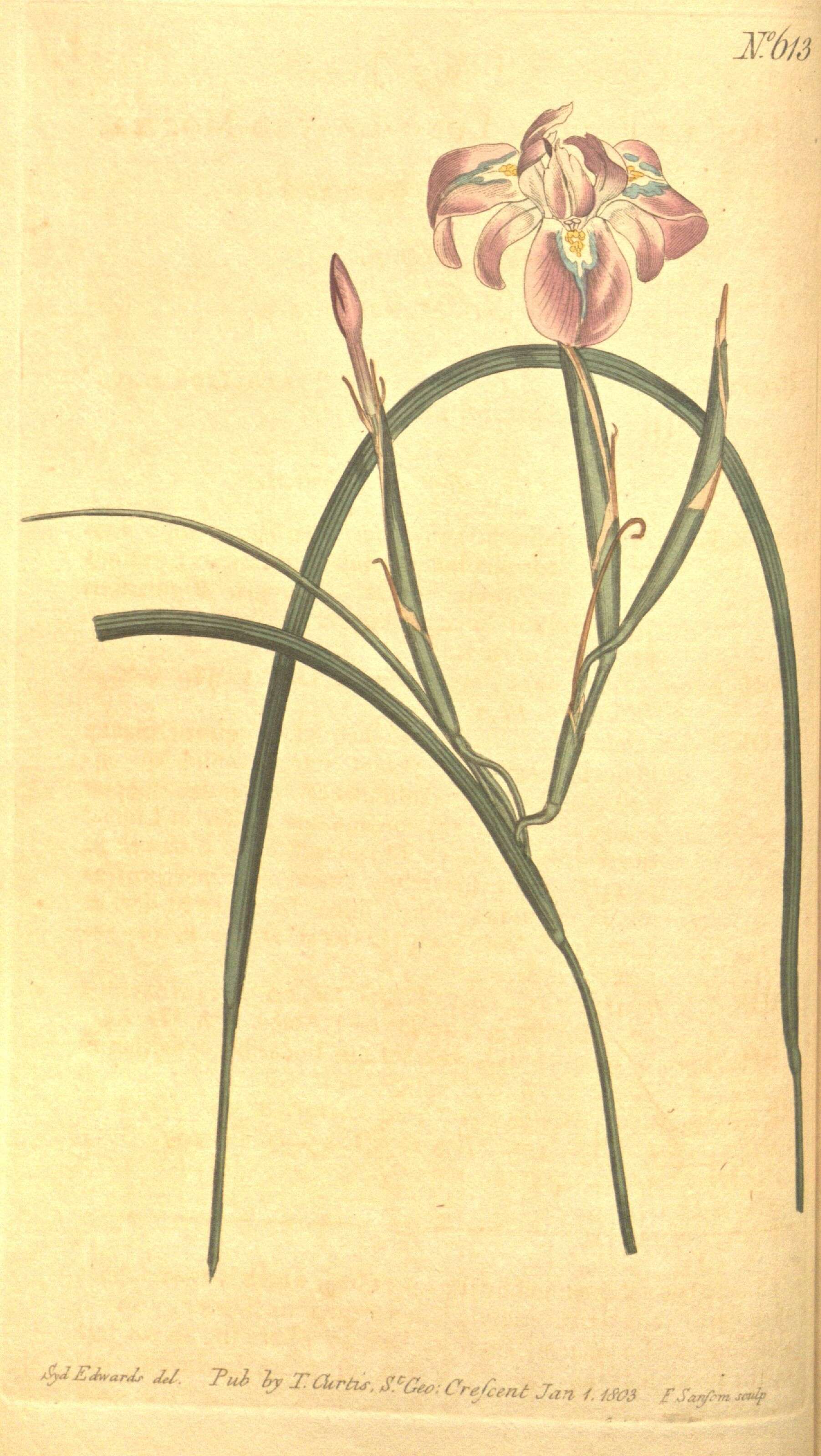 Image of Moraea fugax (D. Delaroche) Jacq.