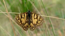 Image of Lepidoptera