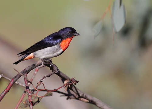 Image of Mistletoebird