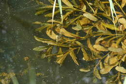 Image of Shining Pondweed