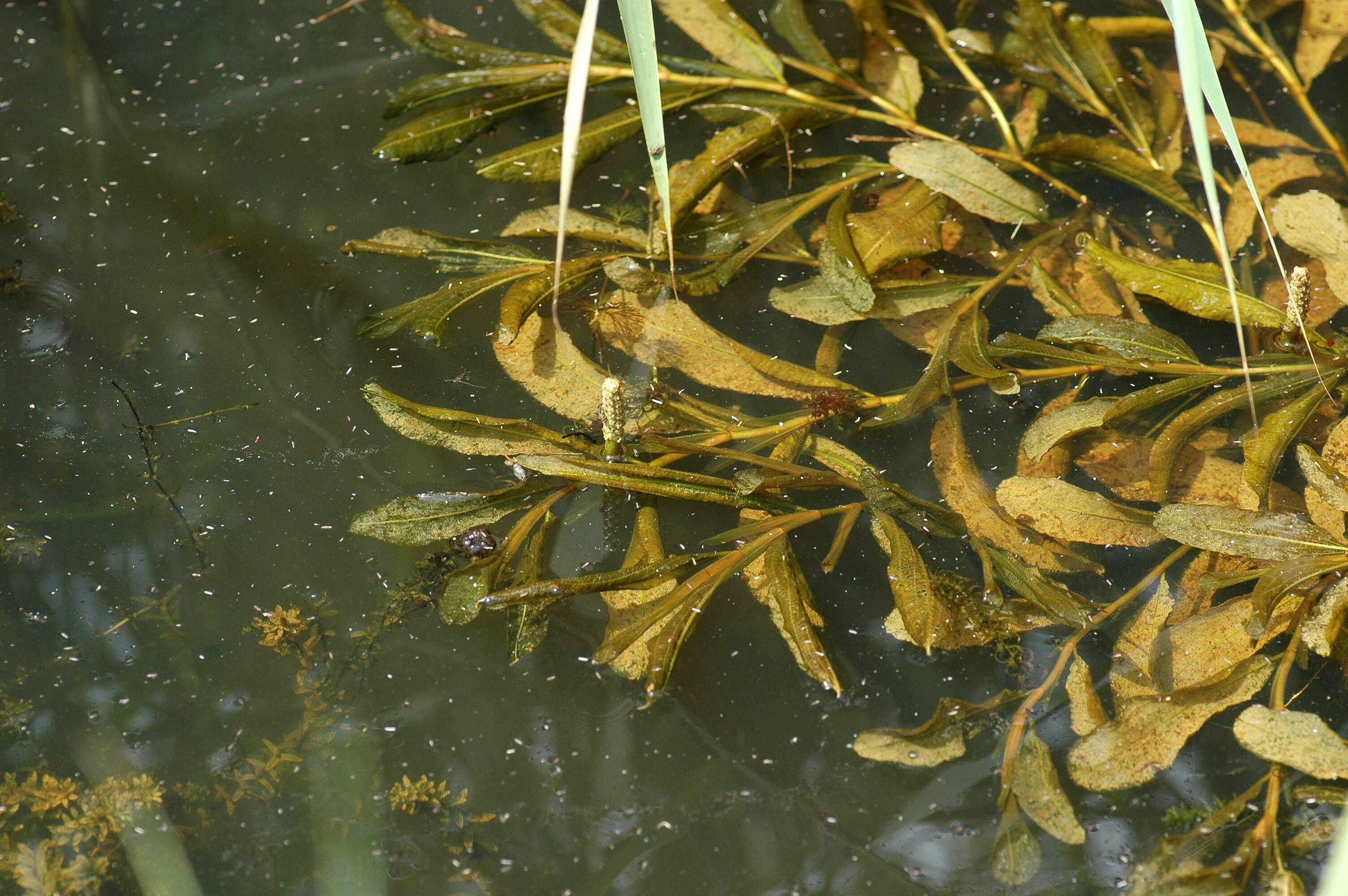 Image of pondweed