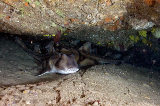 Image of Port Jackson Shark