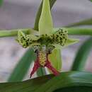 Image de Cymbidiella pardalina (Rchb. fil.) Garay