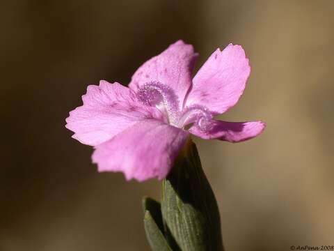 صورة Dianthus cintranus Boiss. & Reuter