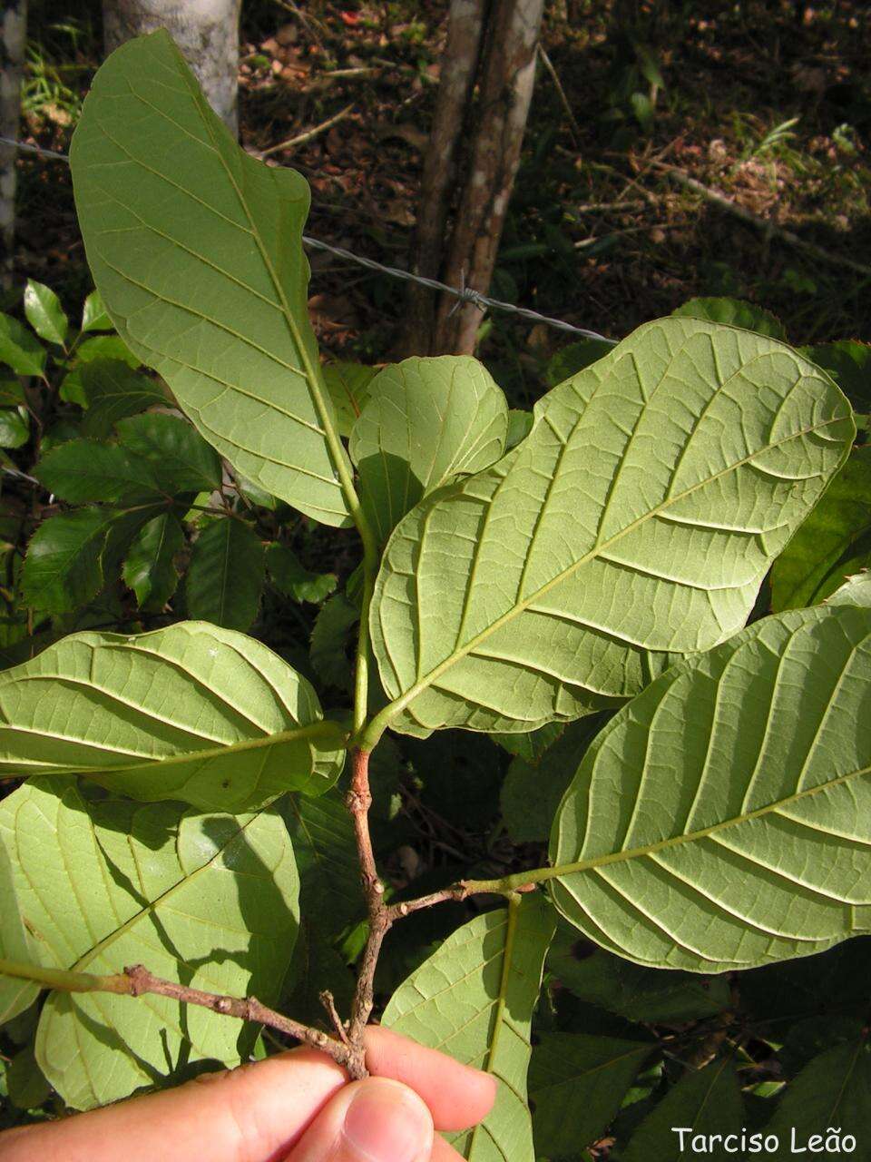 Plancia ëd Campomanesia dichotoma (Berg) Mattos