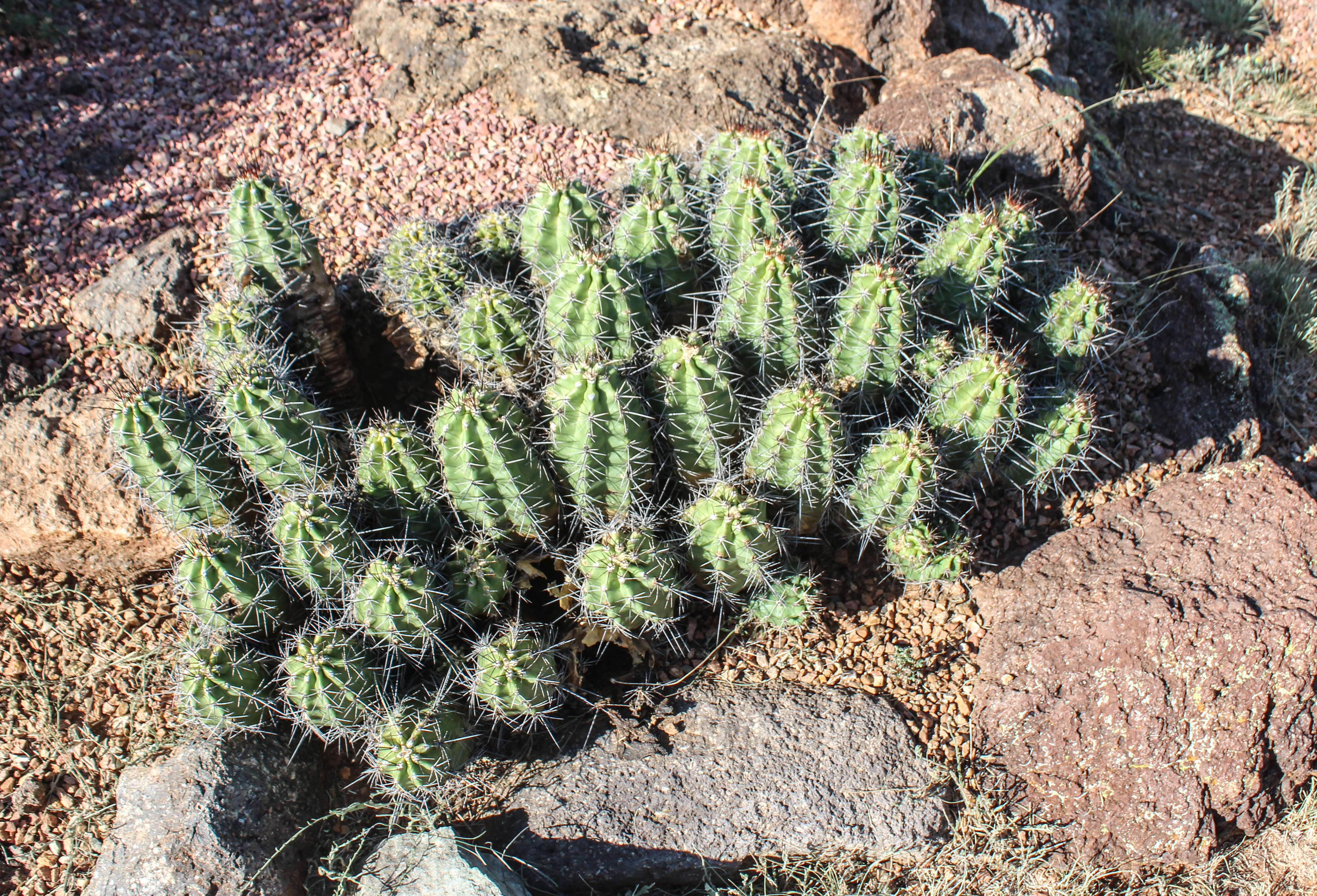 Image of scarlet hedgehog cactus