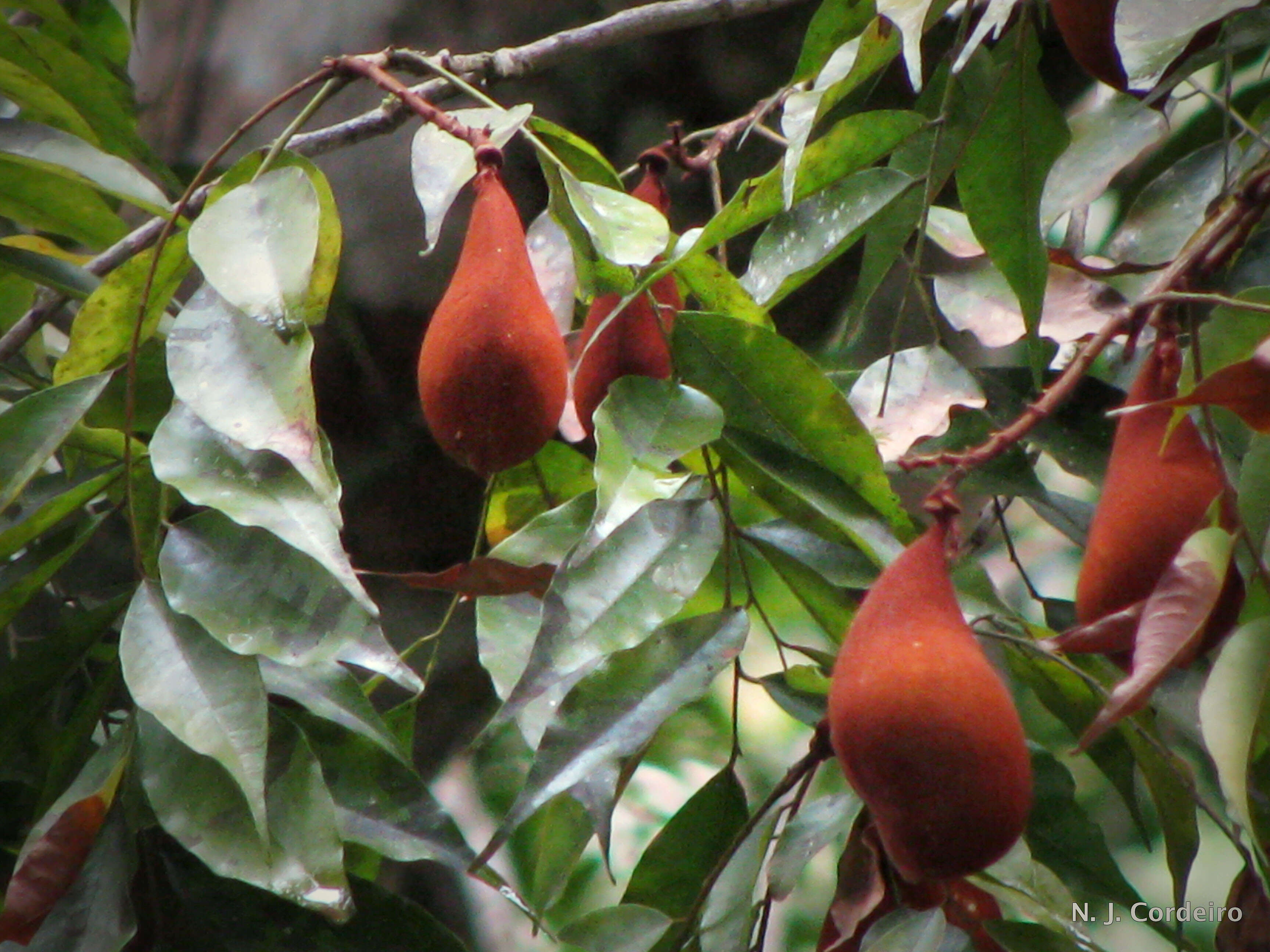 Plancia ëd Schefflerodendron usambarense Harms