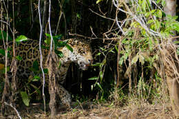 Image of Jaguar