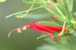 Image de Eremophila decipiens Ostenf.