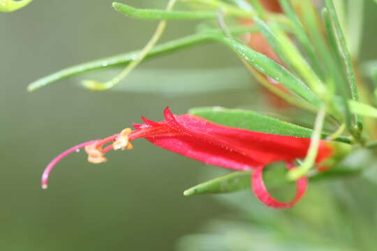 صورة Eremophila decipiens Ostenf.