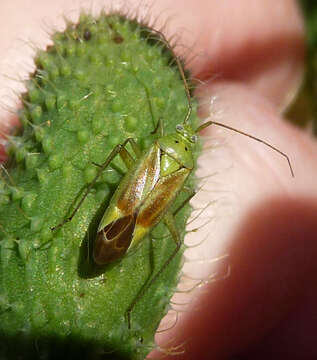 Image of Potato Bug