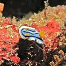 Image de Chromodoris lochi Rudman 1982