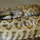 Image of Armenian Viper