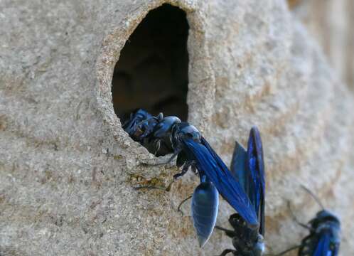 Image of armadillo wasp