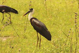 Image of Asian Woolly-necked Stork