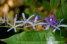 Image of Petrea volubilis