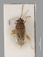 Image of False Chinch Bug